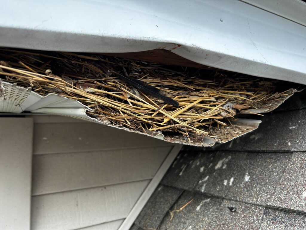 Wildlife Control Fort Wayne