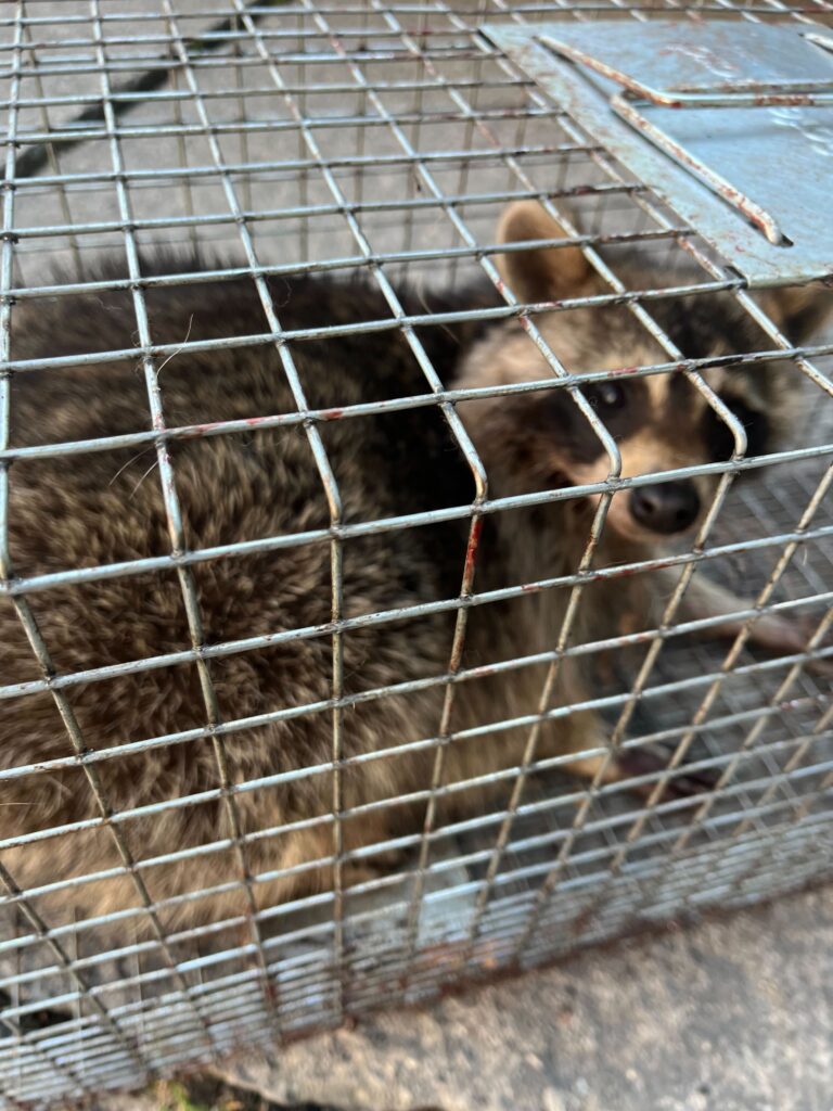 Wildlife Control Fort Wayne
